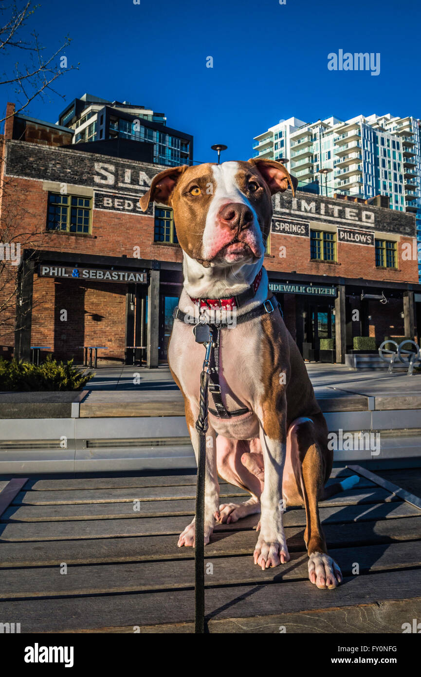 Pit bull tipo razza cane, East Village, Calgary, Alberta, Canada Foto Stock