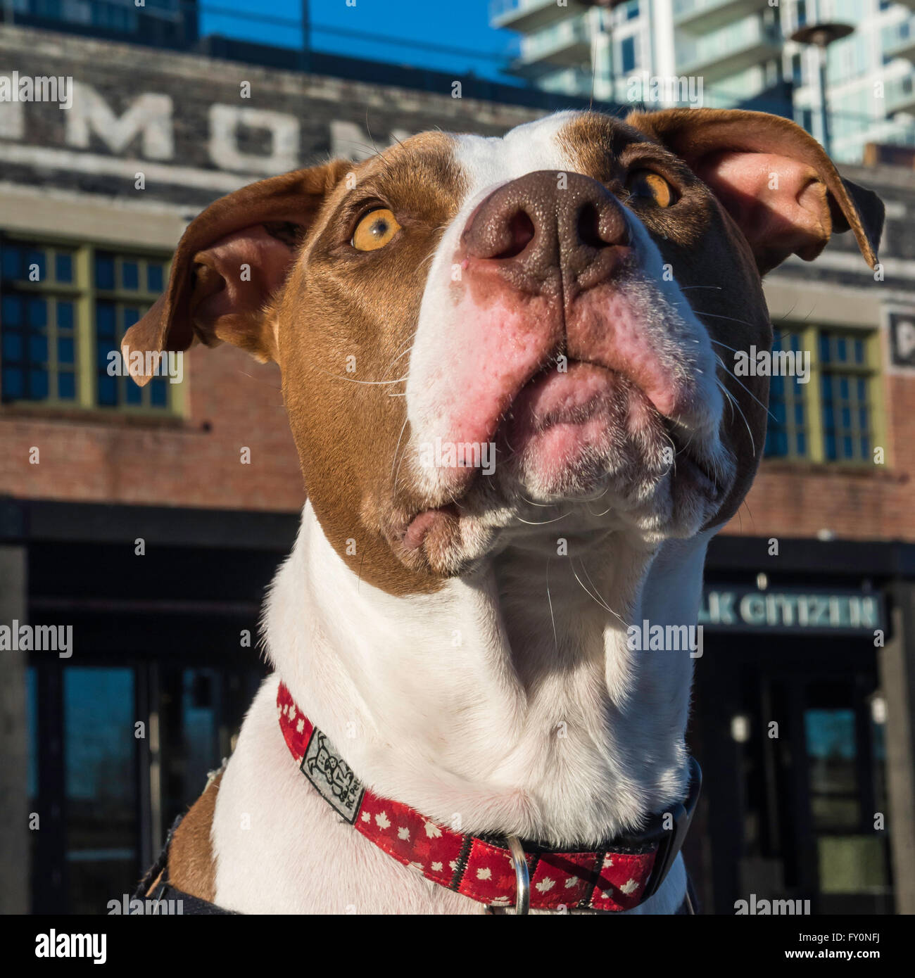 Pit bull tipo razza cane, East Village, Calgary, Alberta, Canada Foto Stock