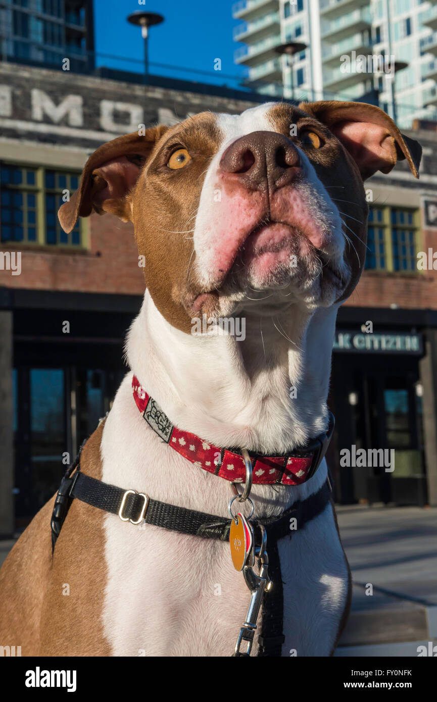 Pit bull tipo razza cane, East Village, Calgary, Alberta, Canada Foto Stock