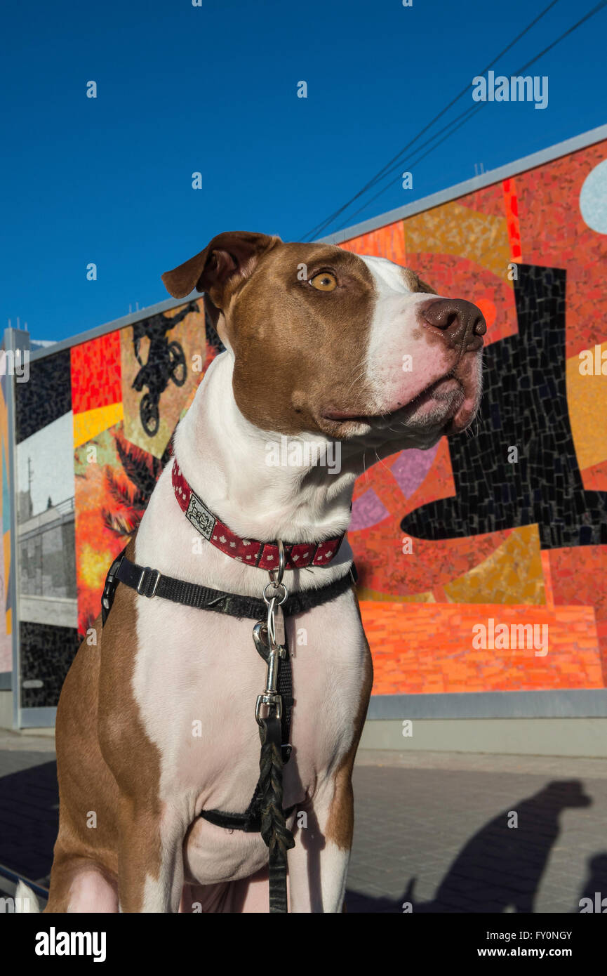 Pit bull croce davanti alla East Village murales, Arte di strada, Calgary, Alberta, Canada Foto Stock