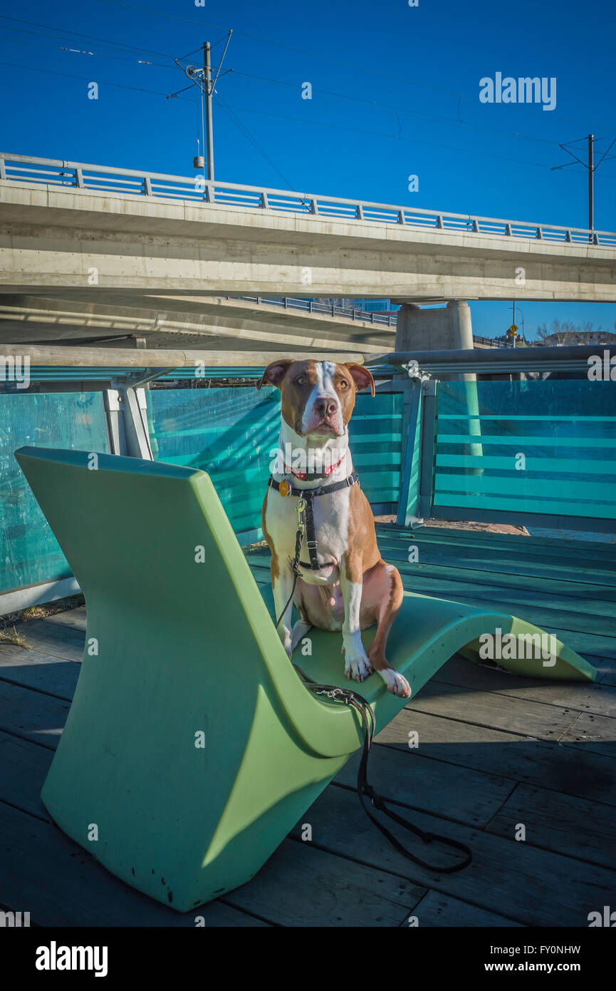 Pit bull tipo razza cane, C-Treno linea, East Village, Calgary, Alberta, Canada Foto Stock