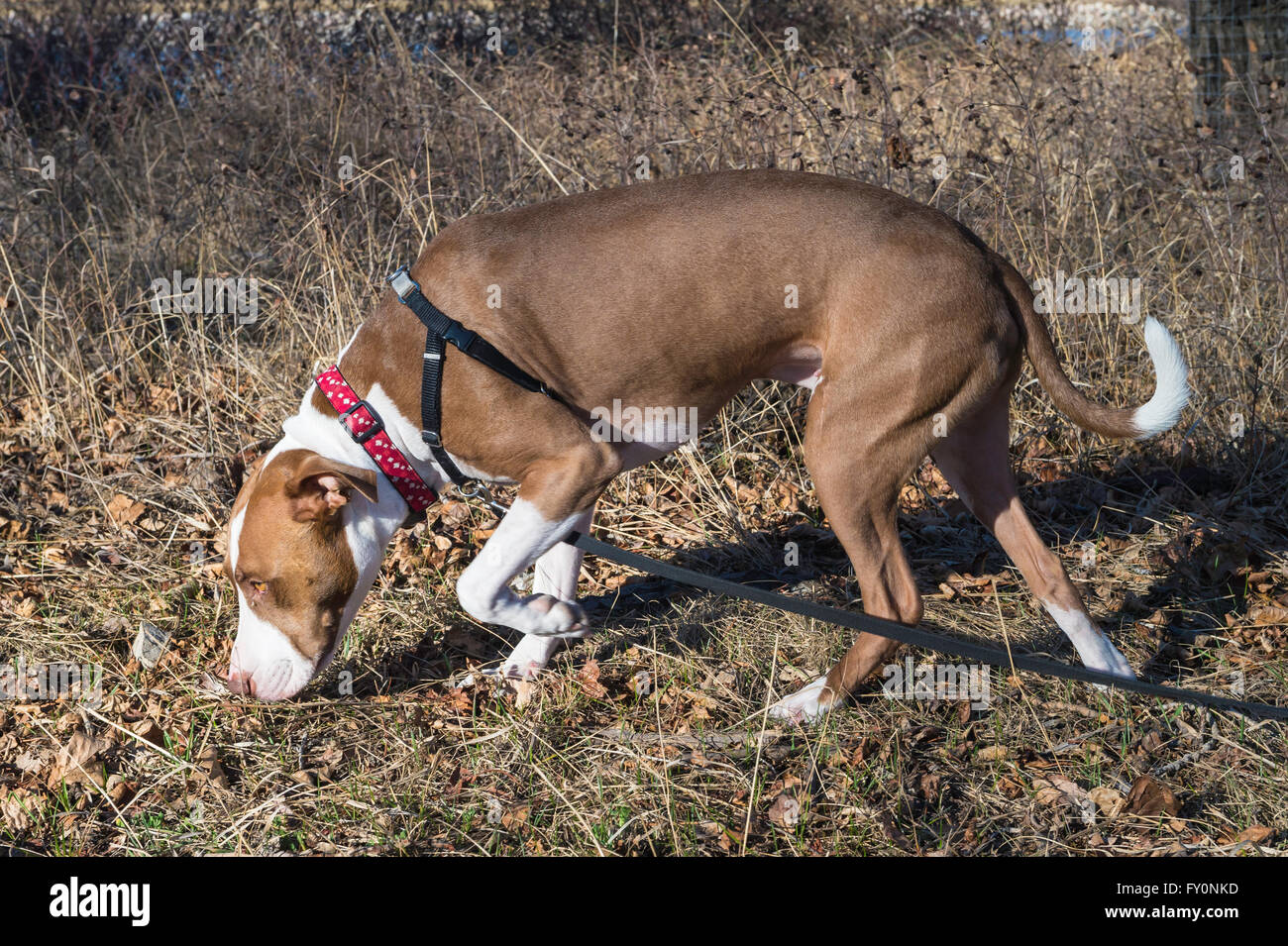 Pit bull tipo cane san Patrizio Isola, Calgary, Alberta, Canada Foto Stock