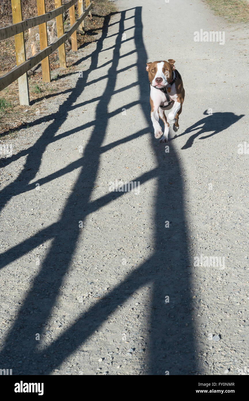 Esecuzione di pit bull tipo cane di razza mista, San Patrizio Isola, Calgary, Alberta, Canada Foto Stock