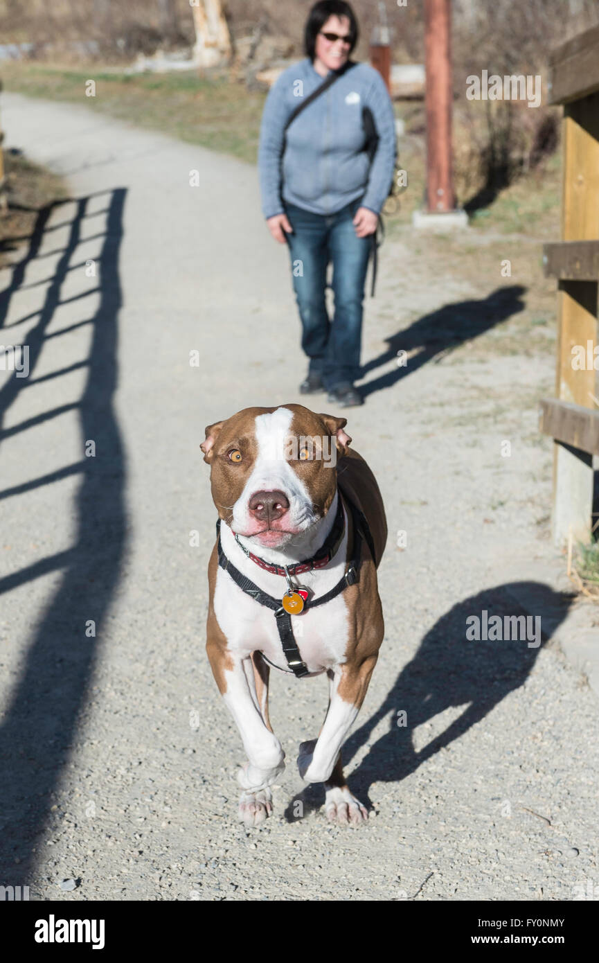 Esecuzione di pit bull tipo cane di razza mista, con femmina proprietario in background, San Patrizio Isola, Calgary, Alberta, Canada Foto Stock