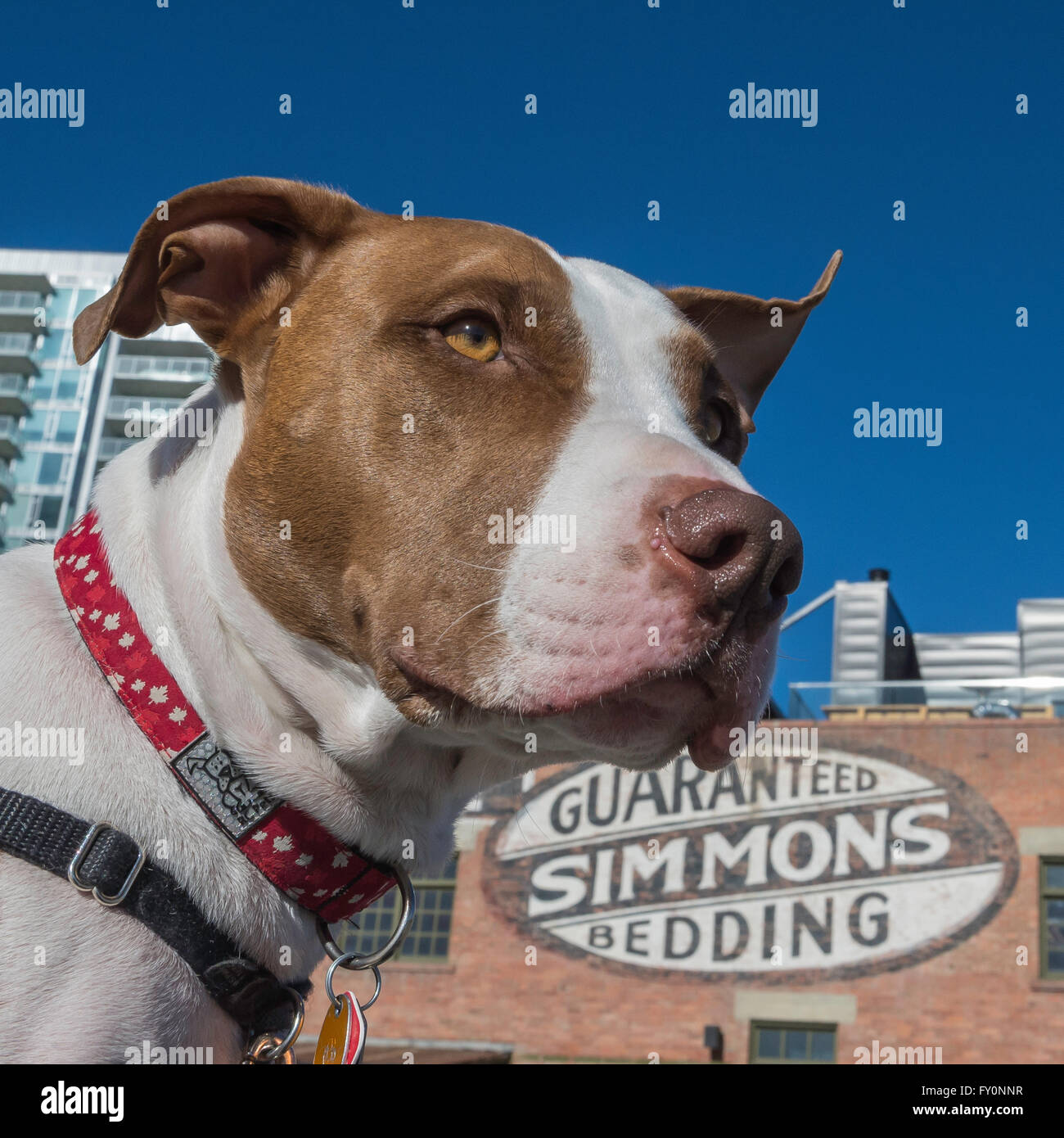 Pit bull tipo razza cane, East Village, Calgary, Alberta, Canada Foto Stock