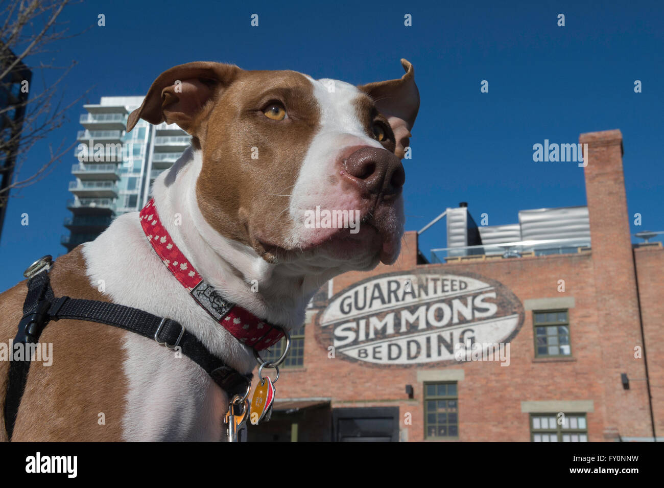 Pit bull tipo razza cane, East Village, Calgary, Alberta, Canada Foto Stock