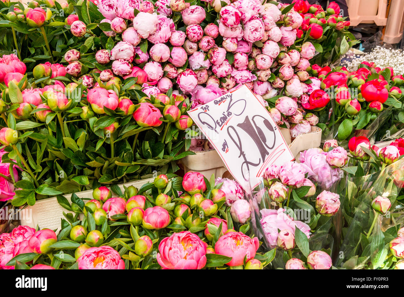 London, Regno Unito - 17 Aprile 2016: Columbia Road Flower mercato domenicale. Commercianti di strada stanno vendendo i loro stock Foto Stock