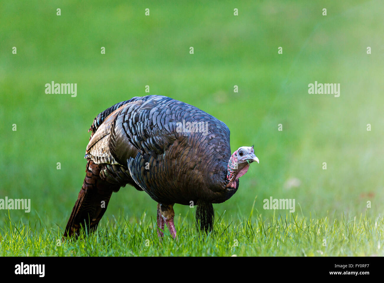 Il tacchino selvatico rovistando nel Cataloochee vallata del Parco Nazionale di Great Smoky Mountains in Cataloochee, North Carolina. Foto Stock