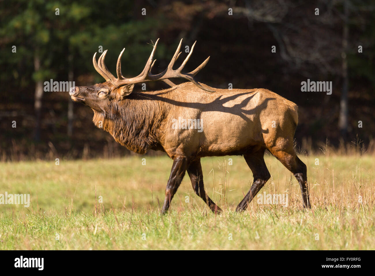 Una bull elk bugles durante la caduta rut in Cataloochee vallata del Parco Nazionale di Great Smoky Mountains in Cataloochee, North Carolina. Foto Stock