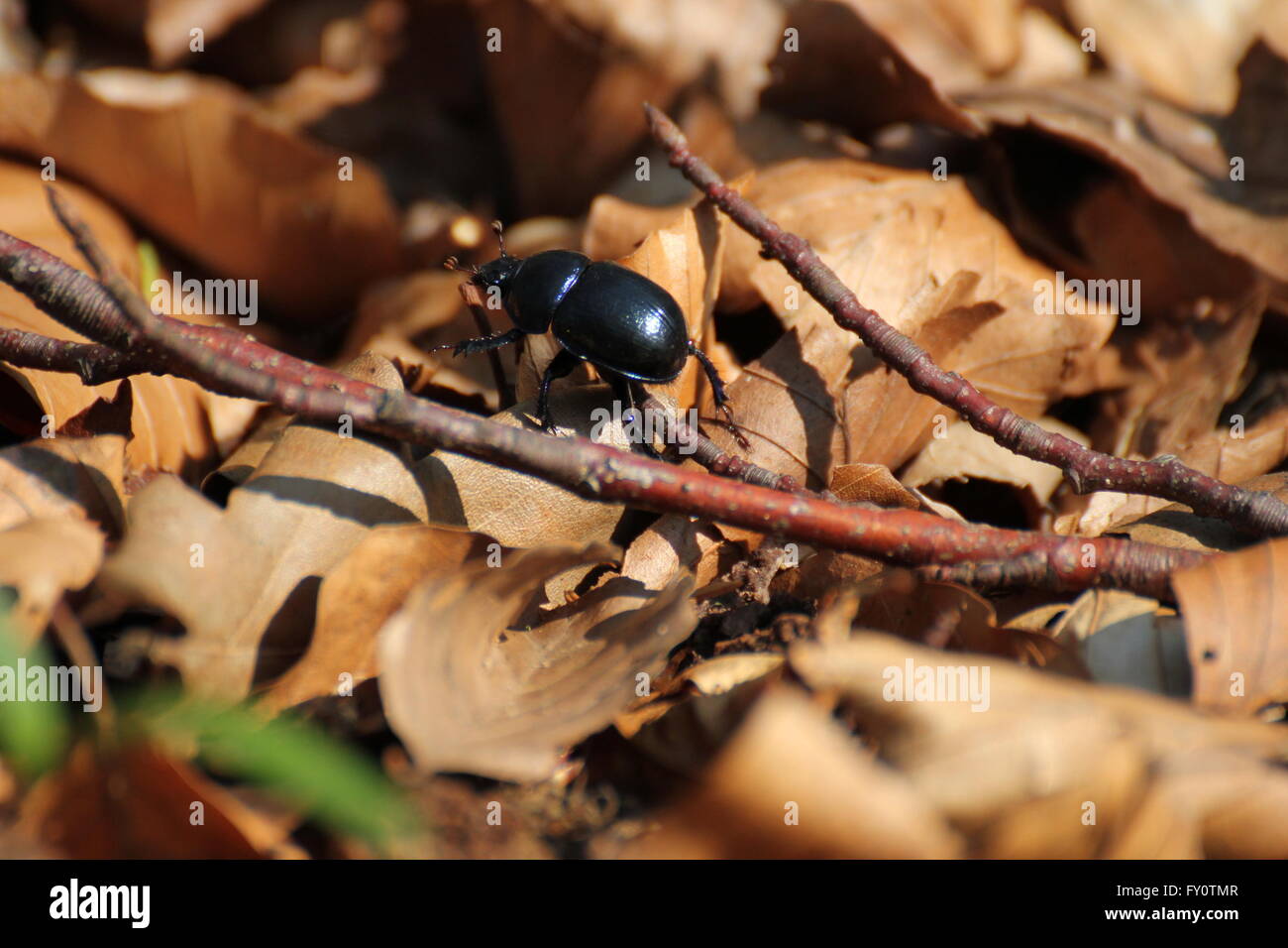 Dung beetle su marrone foglie in un bosco vicino a Greifswald, Meclenburgo-Pomerania Occidentale, Germania. Foto Stock