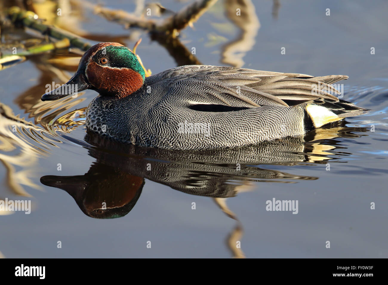 Drake comune (Teal Anas crecca) ritratto riflesso in un scozzese Loch Foto Stock