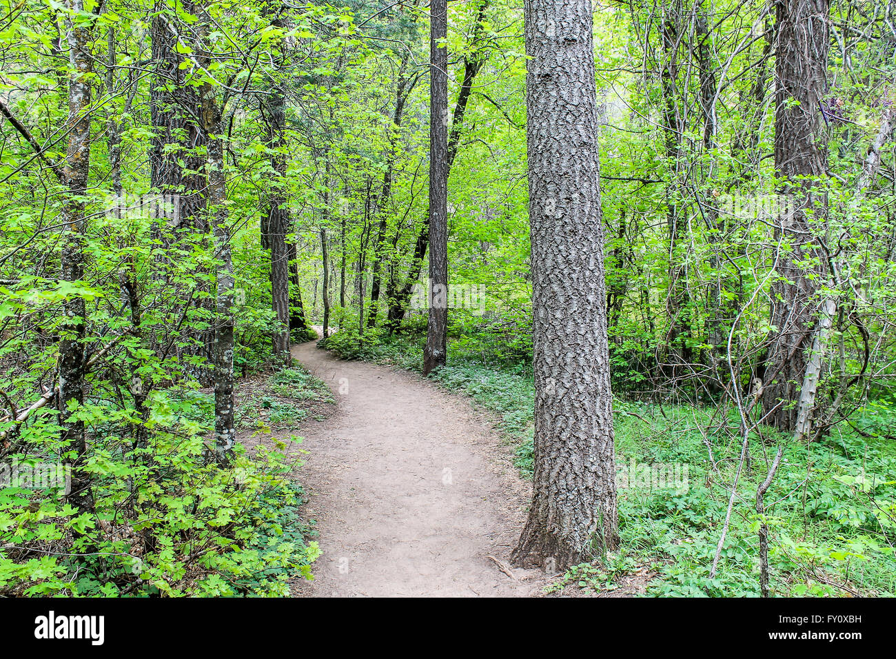 Radura lungo la West forcella il sentiero, Sedona, in Arizona. Foto Stock