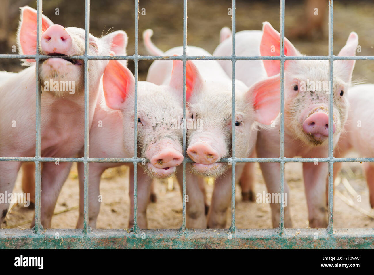 Divertente gruppo di little pigs in agriturismo Foto Stock