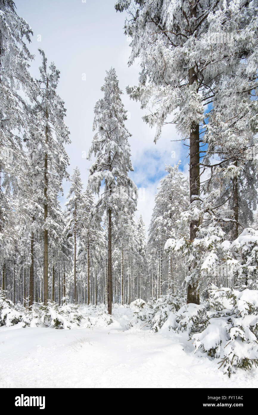 Alberi di pino nella foresta di conifere coperta di neve in inverno a Hautes Fagnes / Hautes Fagnes, Ardenne belghe, Belgio Foto Stock