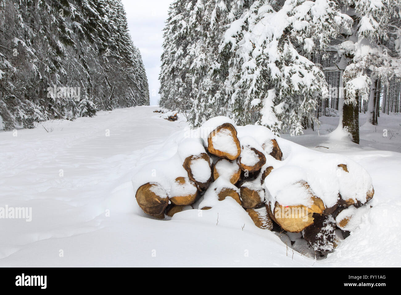 Pile di log tagliati nel parafuoco coperta di neve in inverno a Hautes Fagnes / Hautes Fagnes, Ardenne belghe, Belgio Foto Stock