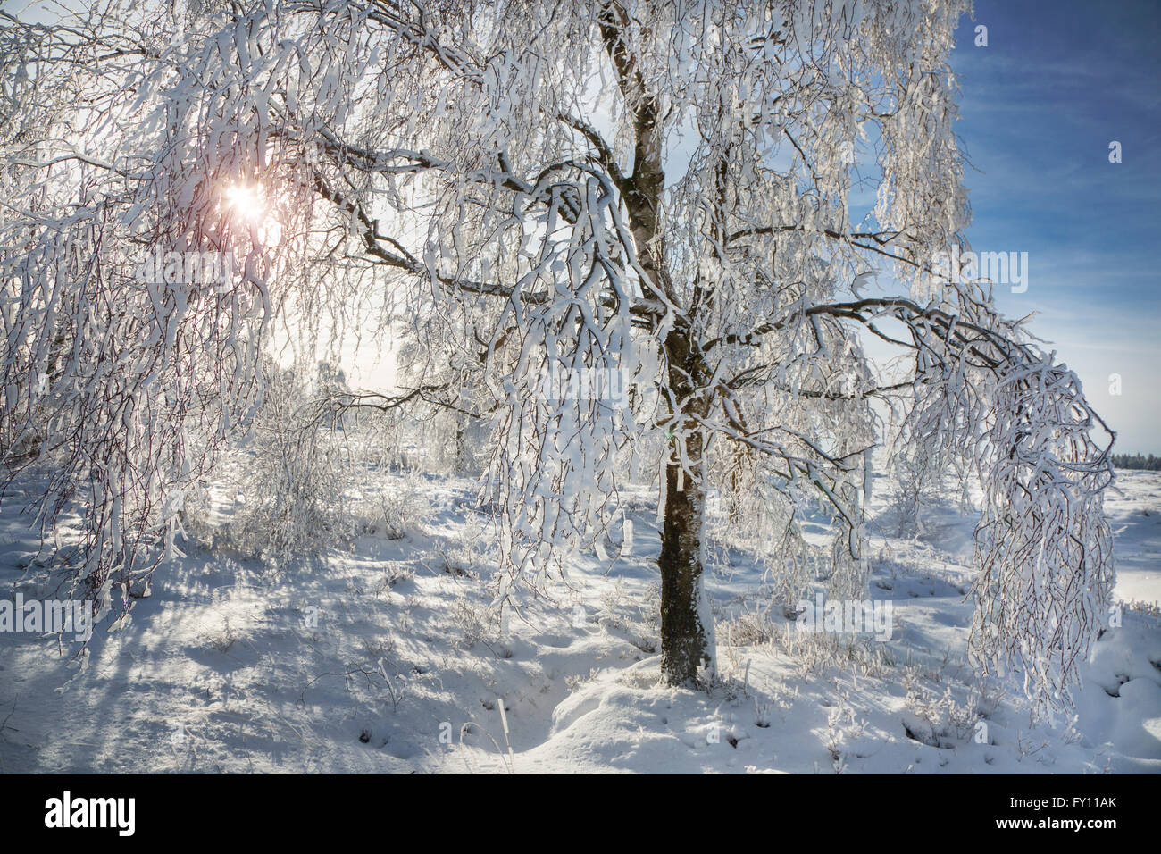 Roverella (betulla Betula pubescens) tree coperto di brina in inverno a Hautes Fagnes / Hautes Fagnes, Ardenne belghe, Belgio Foto Stock