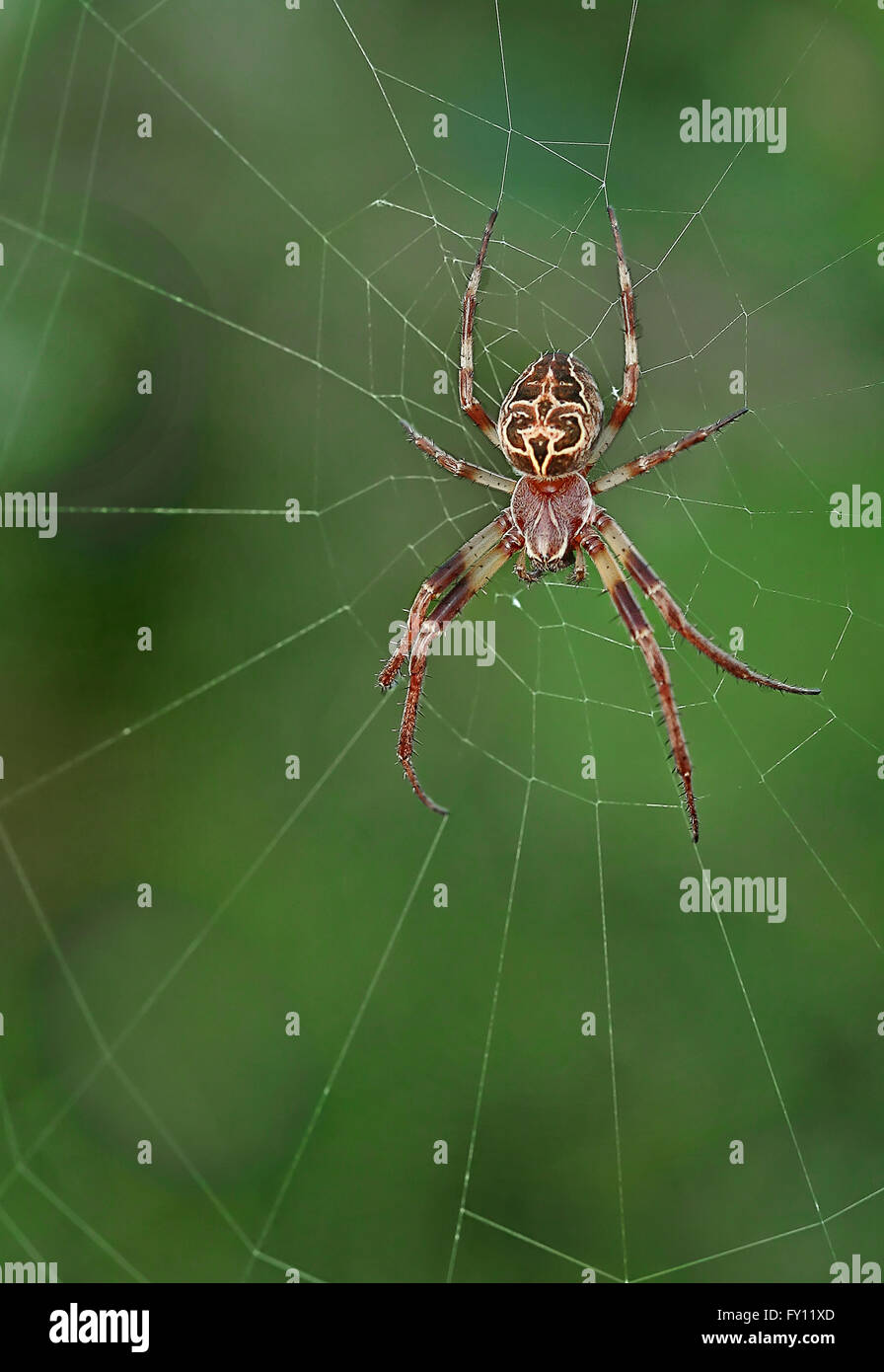 Solco spider (Larinioides cornutus) sul suo web Foto Stock