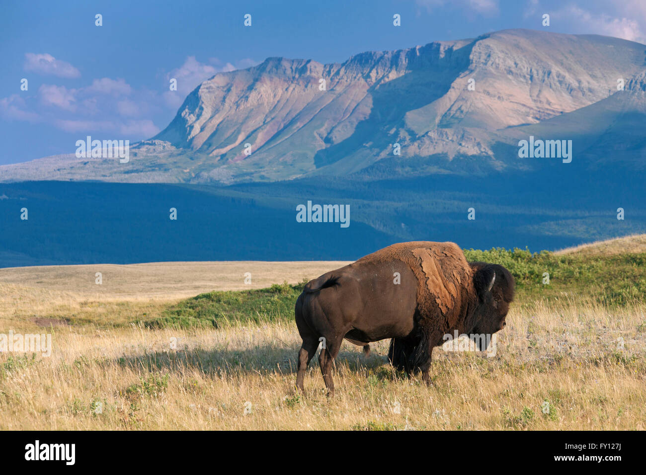 Bisonti americani / American buffalo (Bison bison) toro in estate, il Parco Nazionale dei laghi di Waterton, Alberta, Canada Foto Stock