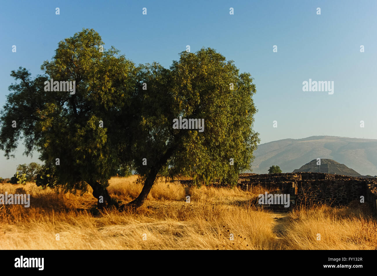 Grande Albero e piramide Foto Stock