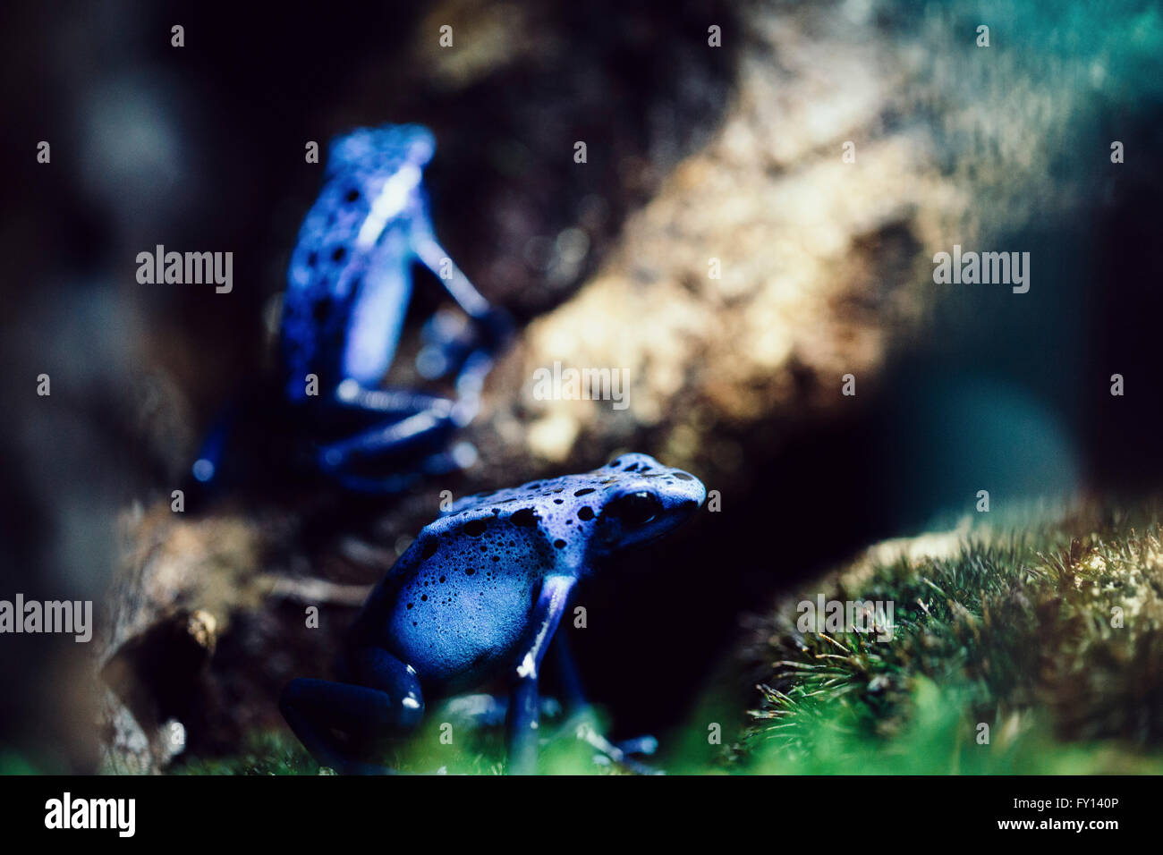Close-up di blu freccia velenosa rane su albero Foto Stock