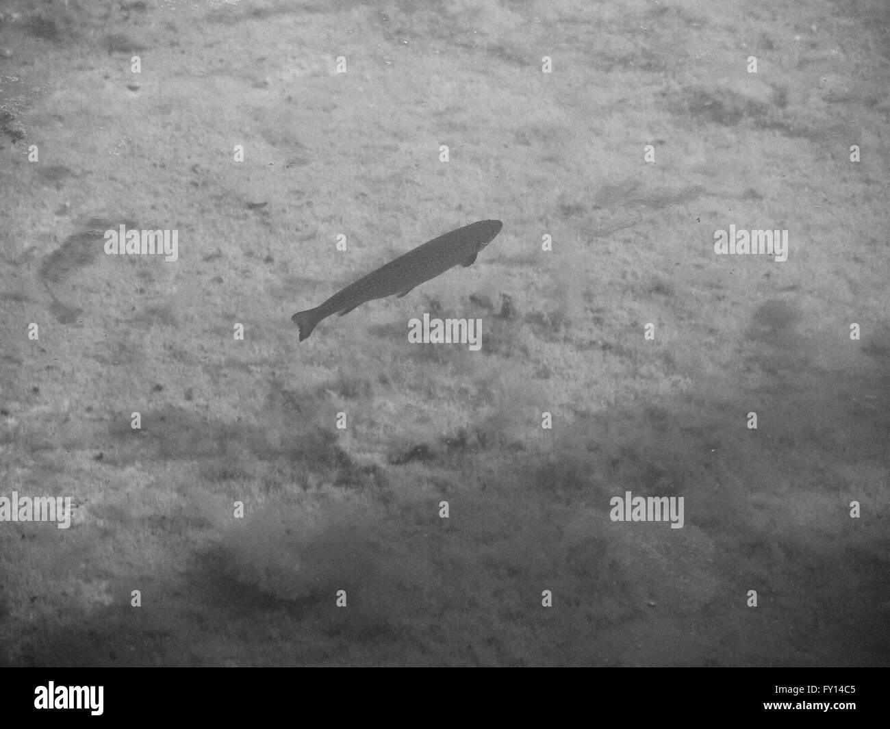 Angolo di alta vista di pesci che nuotano in acqua Foto Stock