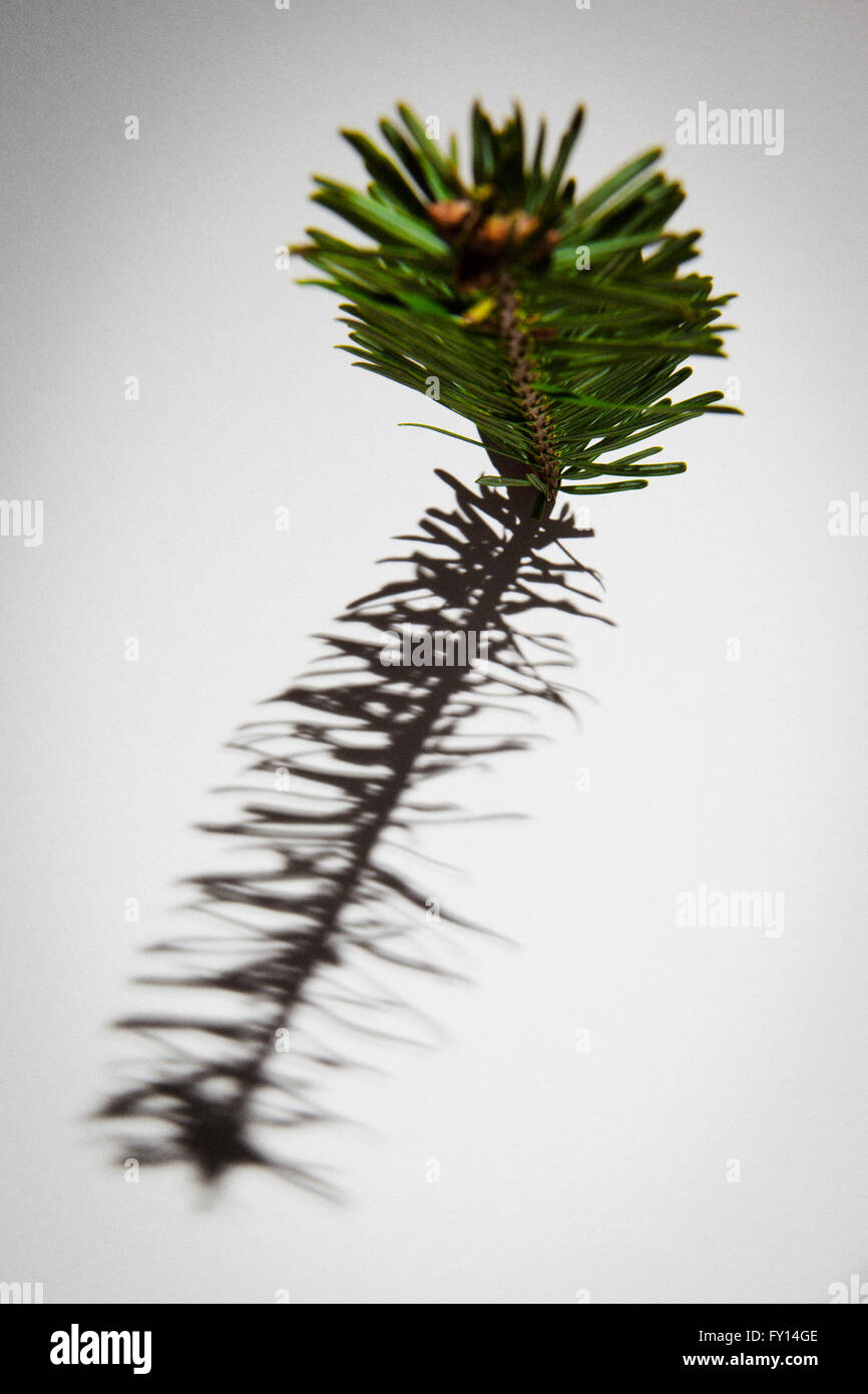 Close-up di ramoscello di pino e la sua ombra su sfondo bianco Foto Stock