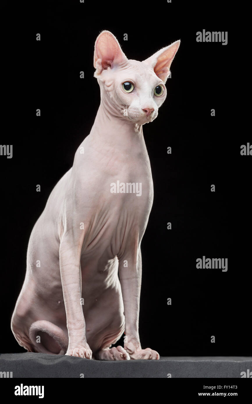 Sphynx gatto glabre che guarda lontano mentre è seduto su sfondo nero Foto Stock