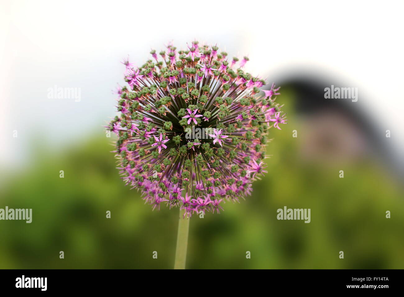 Fioriture di Allium macleanii, una specie ornamentali di porri. Foto Stock