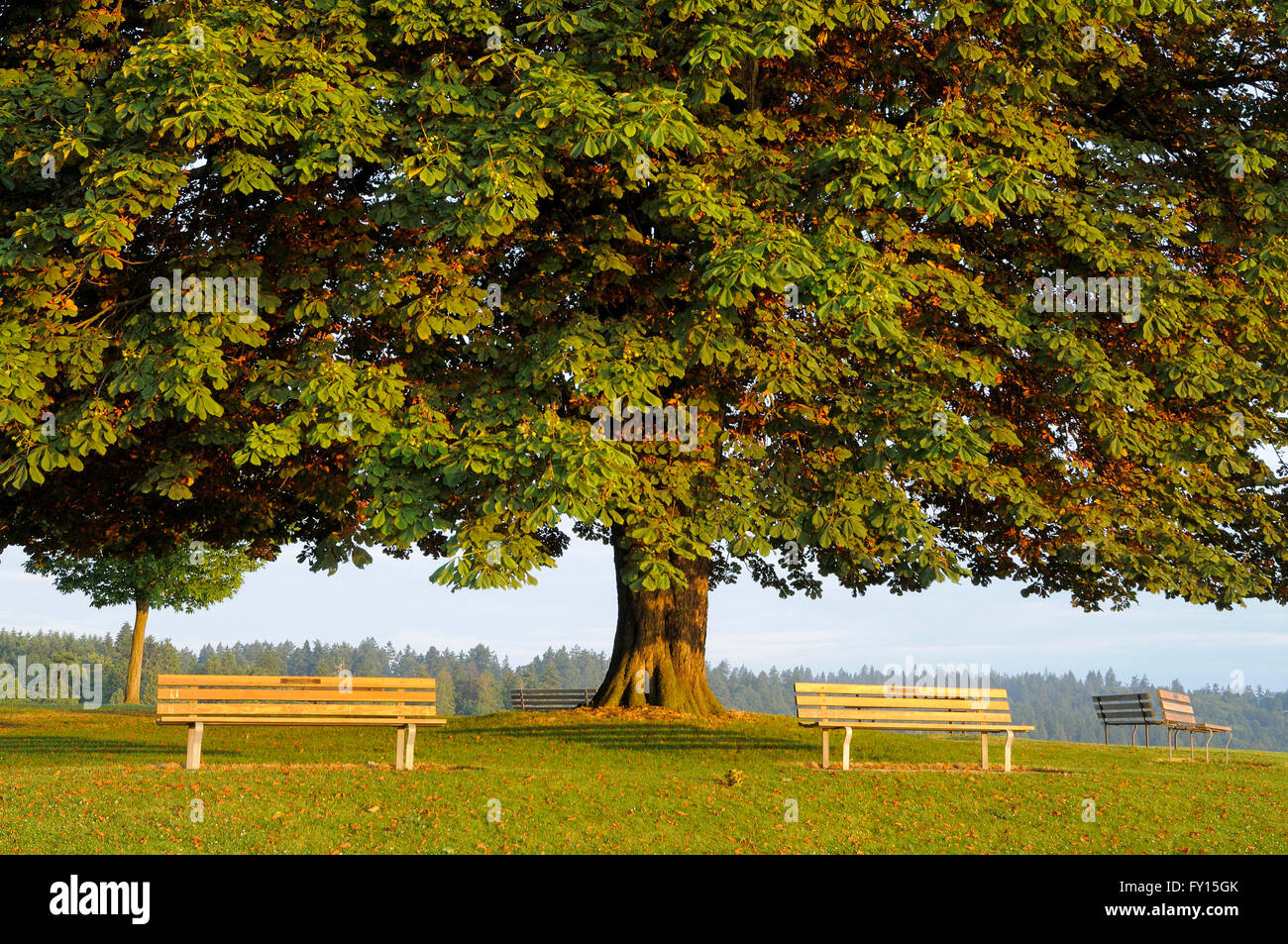 Ippocastano albero a sunrise, Stanley Park, Vancouver, British Columbia, Canada Foto Stock