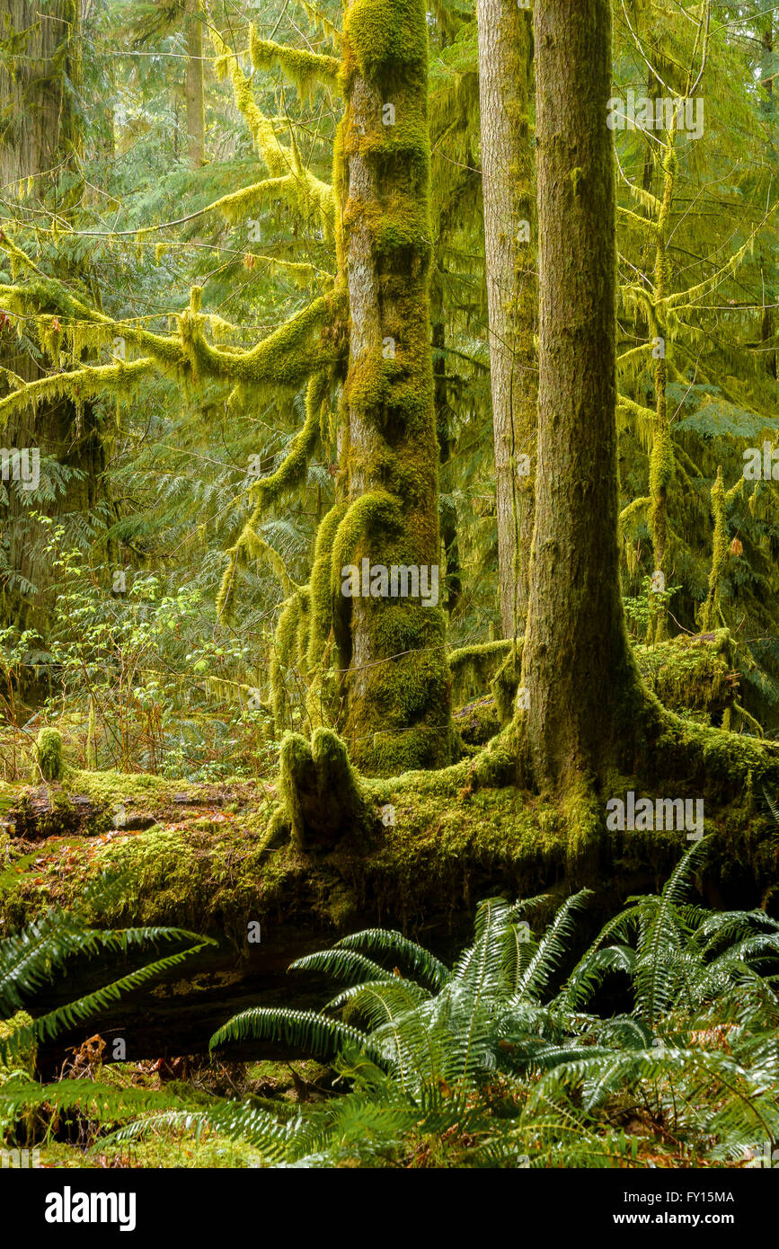 Vecchia Foresta Pluviale di crescita, Cattedrale Grove, Isola di Vancouver, British Columbia, Canada Foto Stock