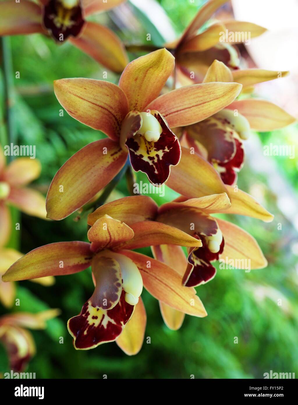 Arancione e marrone rossiccio fioritura di orchidee Dendrobium Foto Stock