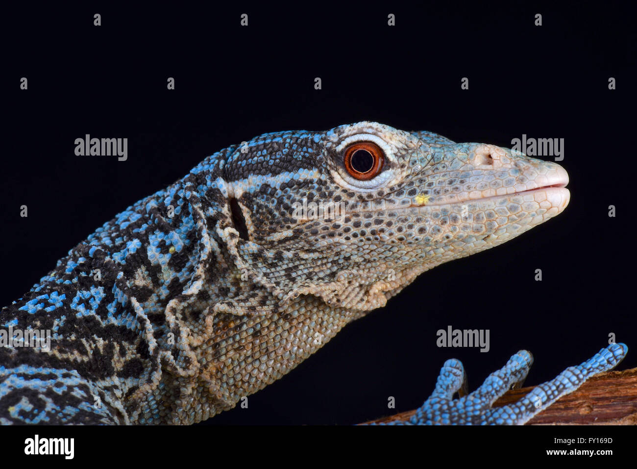 Blue Tree monitor (Varanus macraei ) Foto Stock