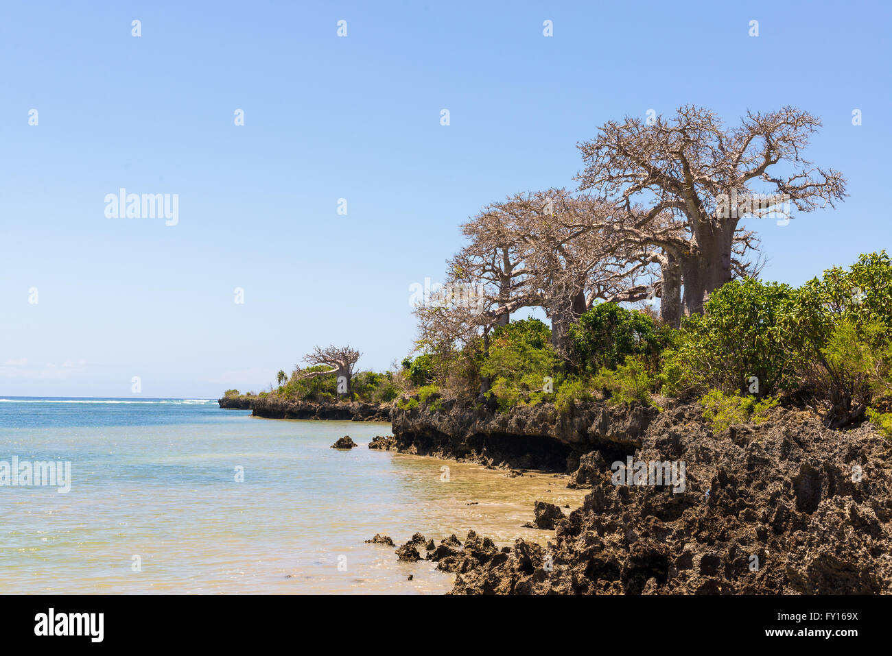 Selvatica costa africana con scogliere e alberi di baobab sull isola di Pemba, Zanzibar, Tanzania. Foto Stock
