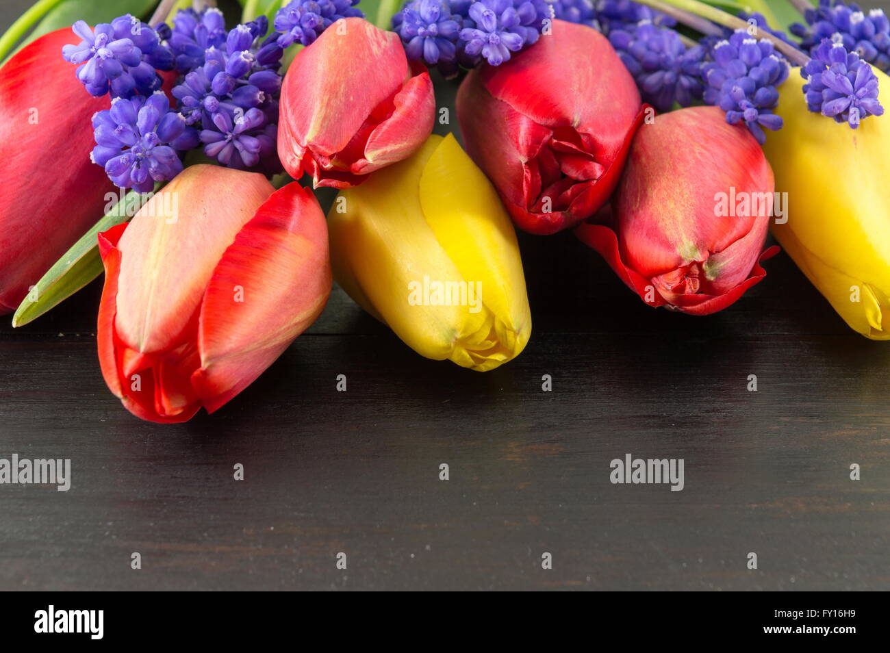 Rosso e tulipani gialli con giacinto fiori di primavera Foto Stock