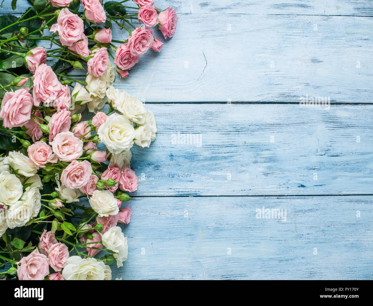 Delicato rose fresche sul blu sullo sfondo di legno. Foto Stock