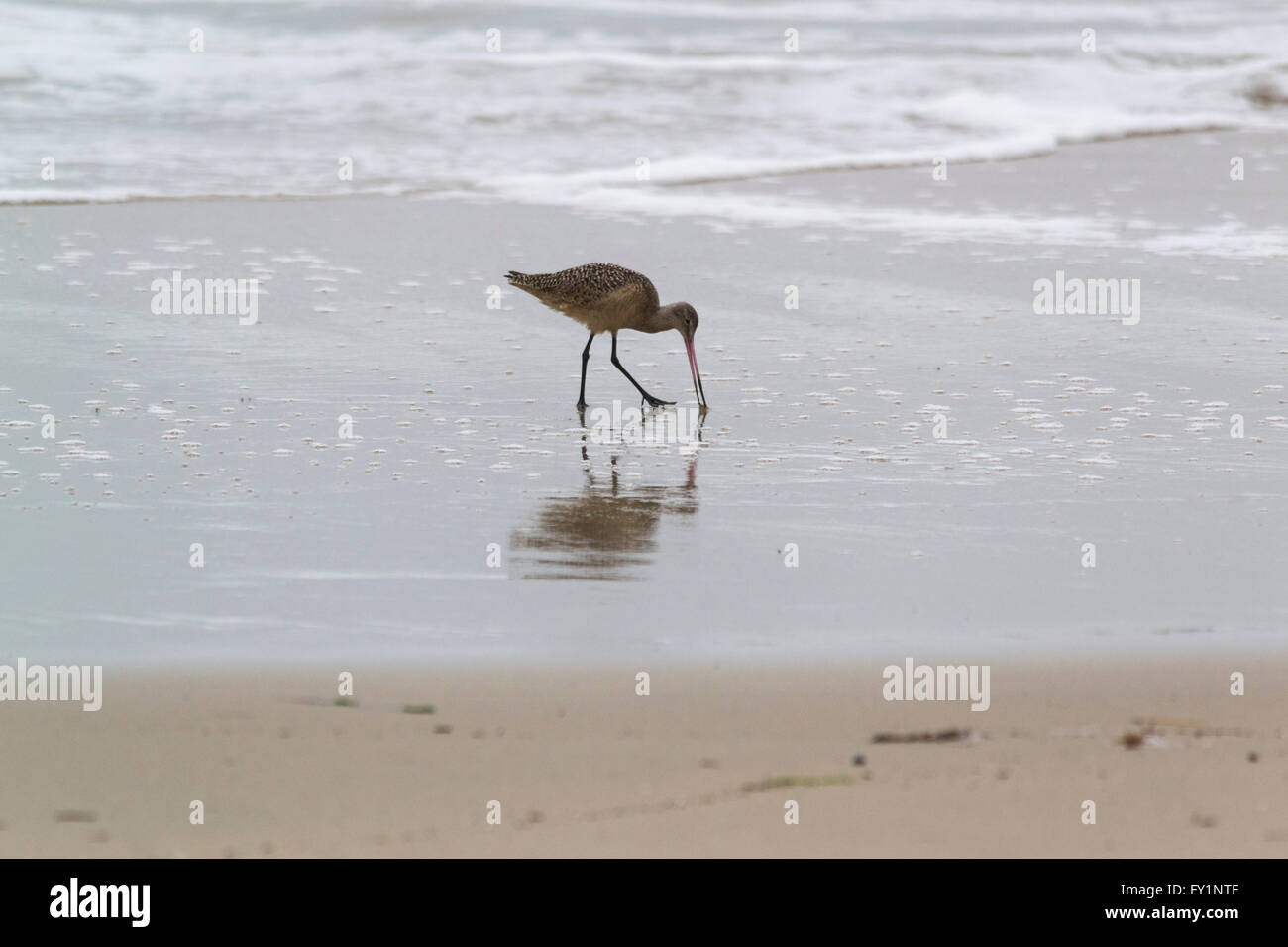 Godwit in marmo, una grande shorebird con curva verso l'alto bill sondare la sabbia in Huntington Beach, California. Foto Stock