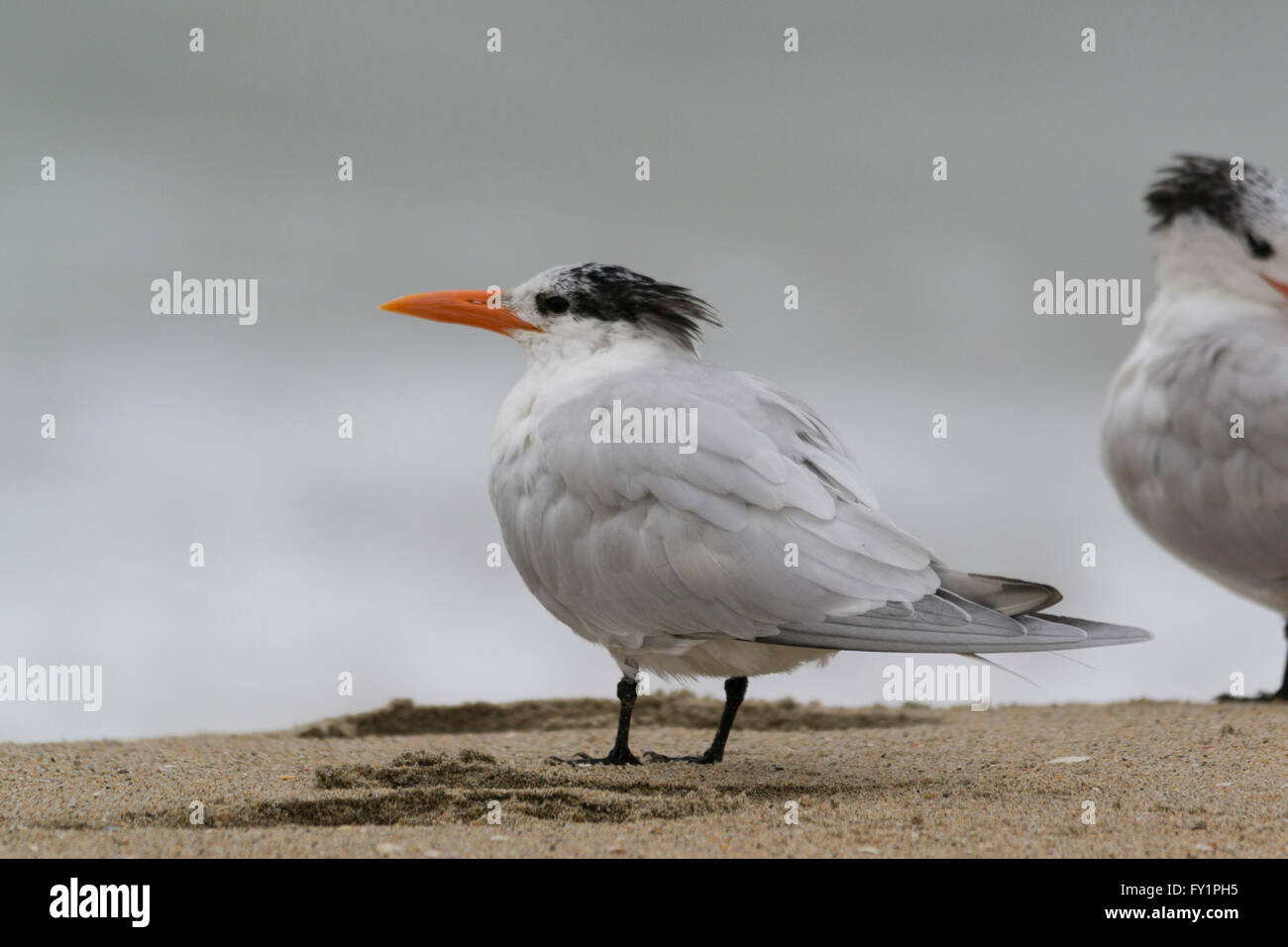 Royal tern, un mezzo di bianco e grigio uccelli marini con un cappuccio nero e arancione bill, in piedi sulla sabbia a Huntington Beach. Foto Stock