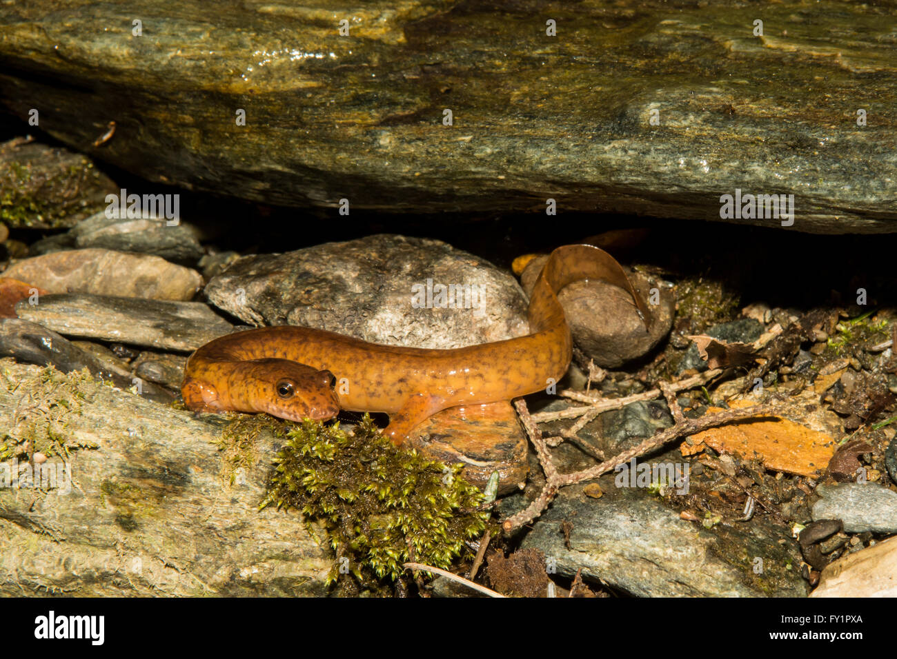 Northern salamandra a molla Foto Stock