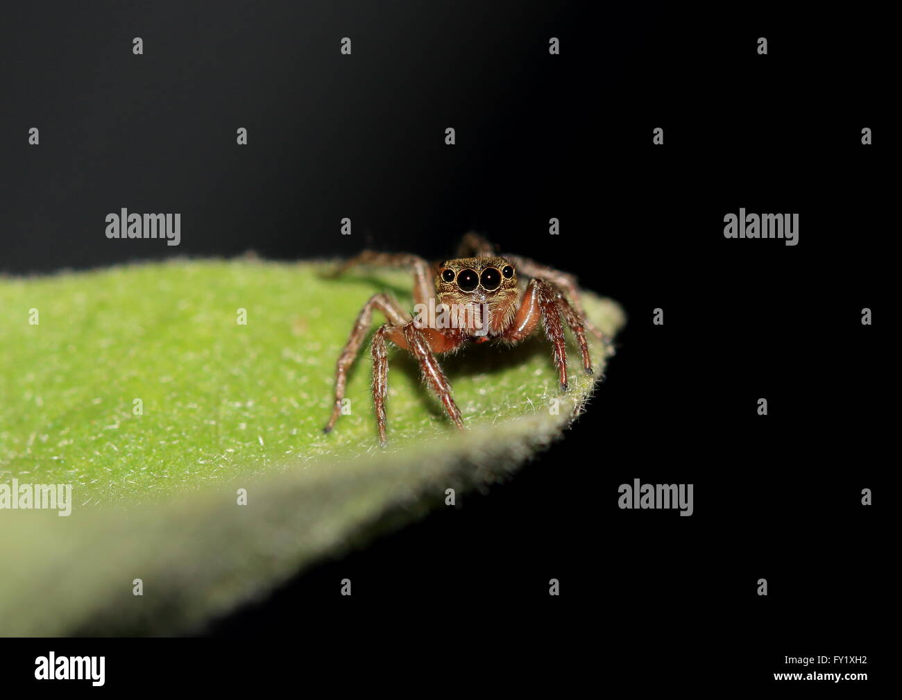 Marrone comune jumping spider su una foglia Foto Stock