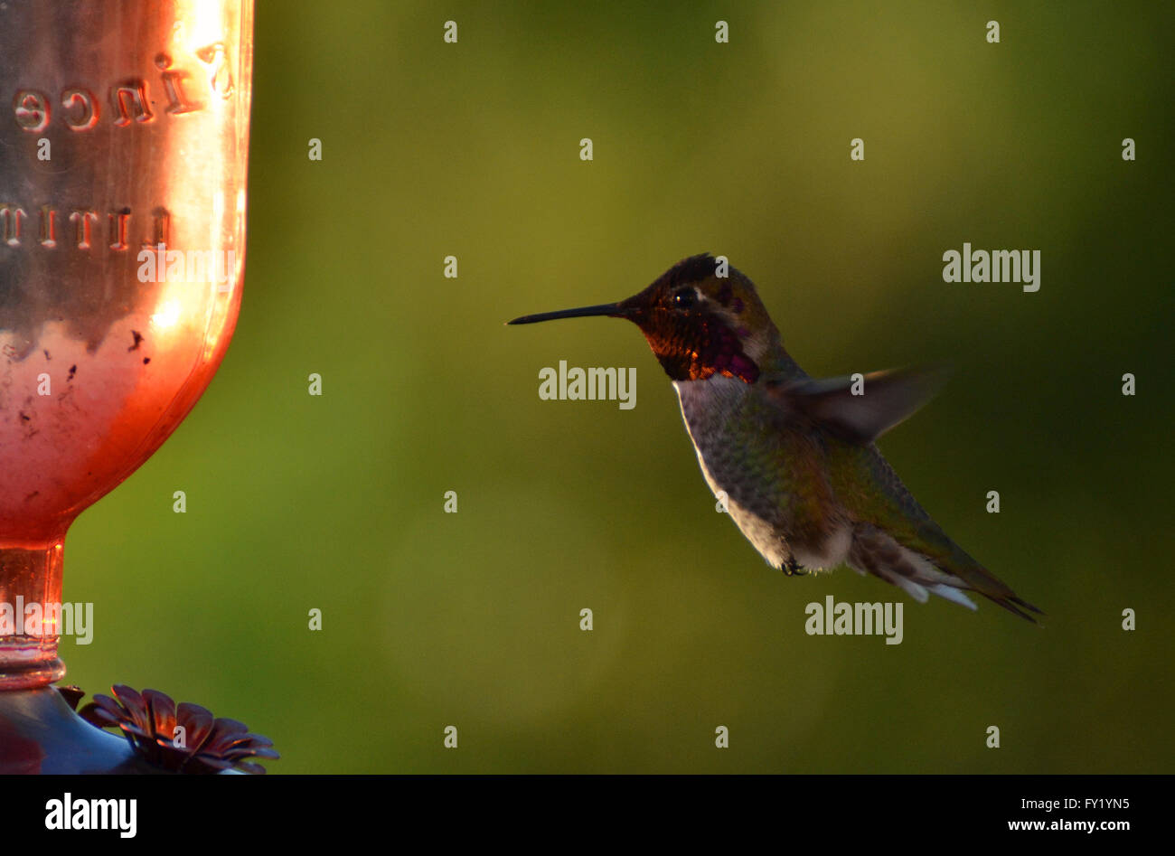 Hummingbird maschio, in bilico. Foto Stock