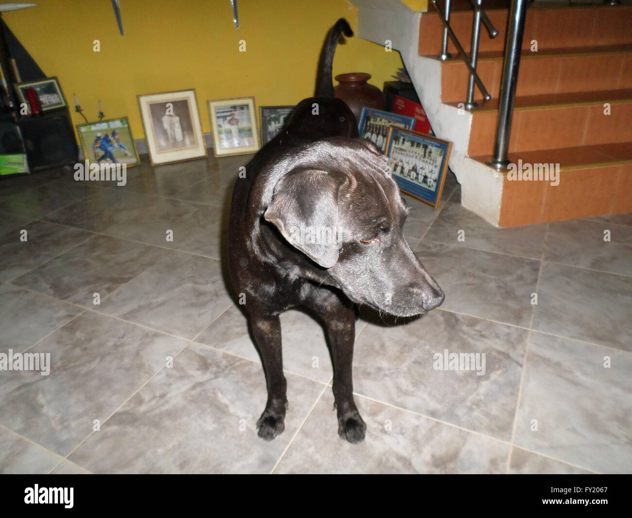 Cane nero in casa Foto Stock