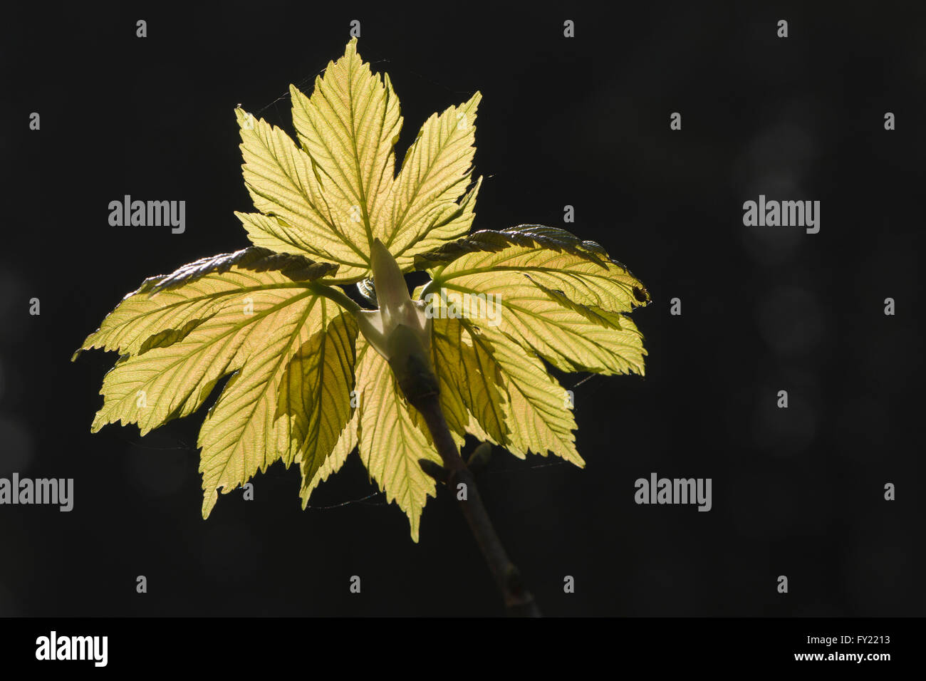 Platano (Acer pseudoplatanus), foglie fresche, Emsland, Bassa Sassonia, Germania Foto Stock