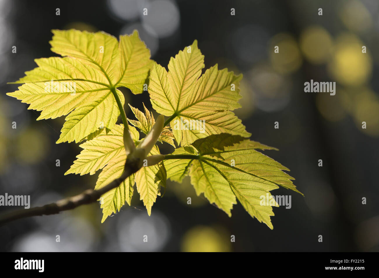 Platano (Acer pseudoplatanus), foglie fresche, Emsland, Bassa Sassonia, Germania Foto Stock
