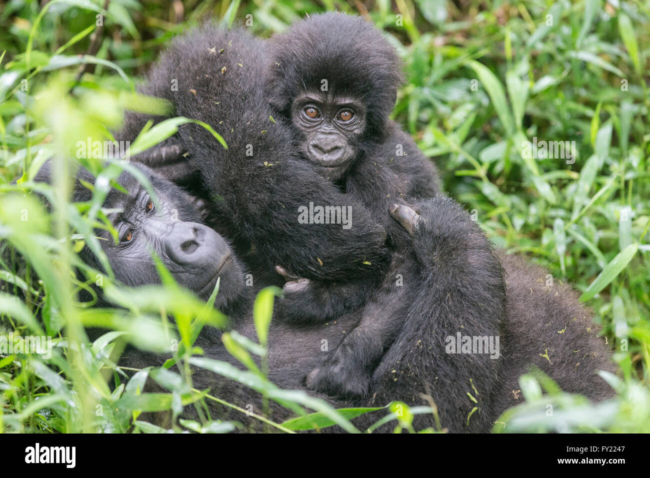 Gorilla di Montagna (Gorilla beringei beringei) del gruppo Nkuringo con giovani, Foresta impenetrabile di Bwindi National Park, Uganda Foto Stock