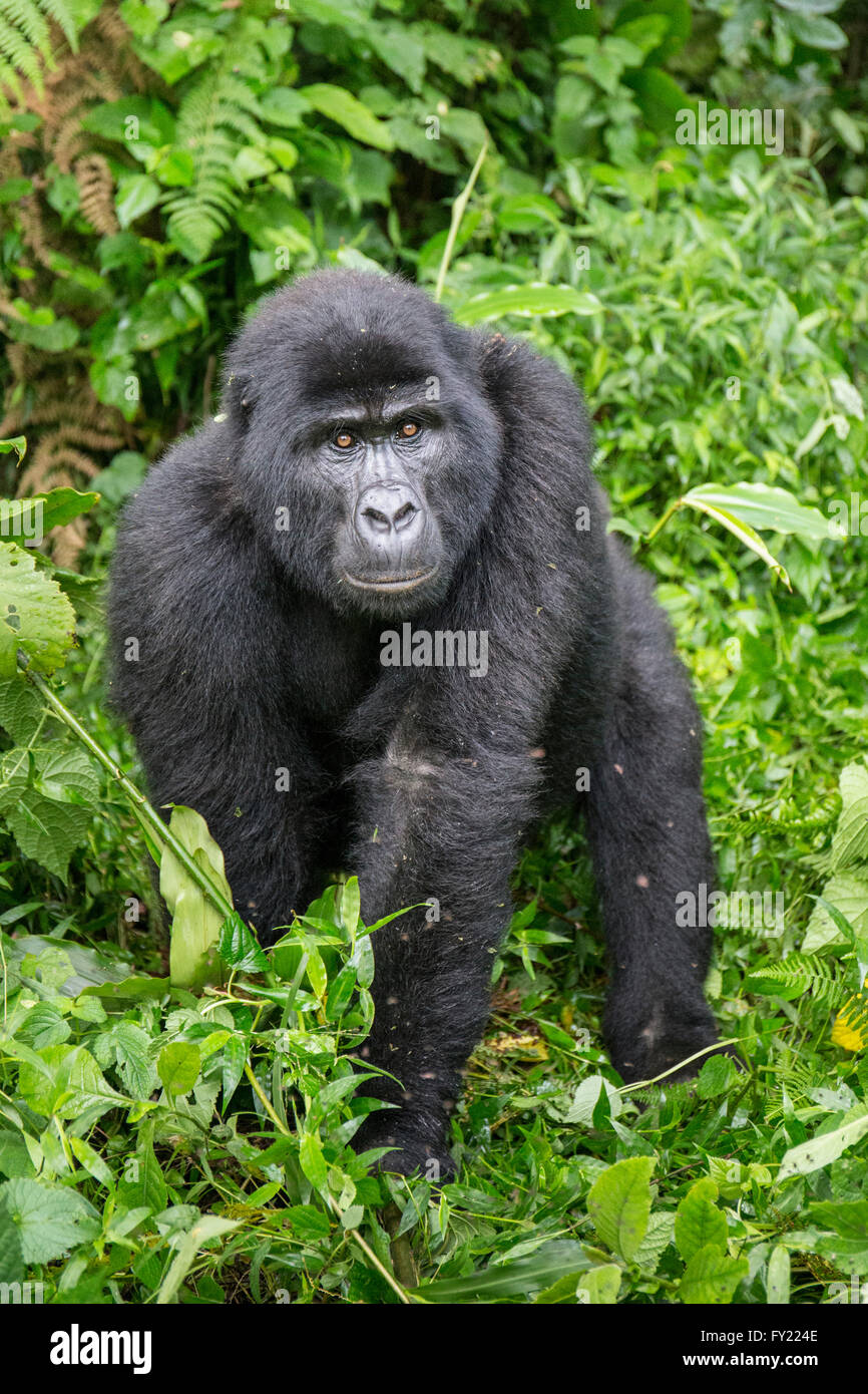 Gorilla di Montagna (Gorilla beringei beringei) del gruppo Nkuringo, Foresta impenetrabile di Bwindi National Park, Uganda Foto Stock
