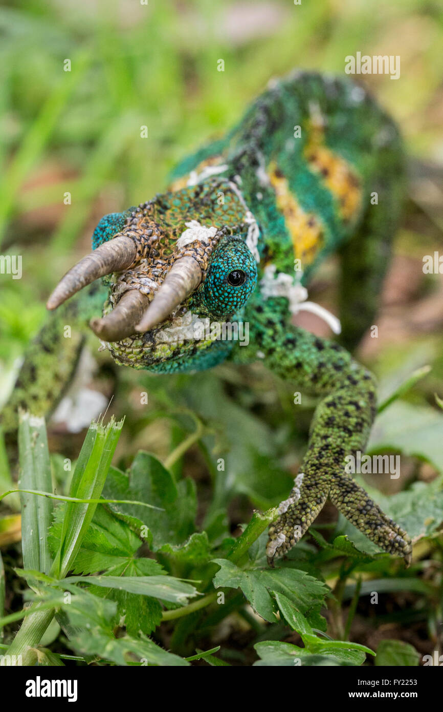 Jackson, Chameleon (Trioceros jacksonii), il maschio, la foresta impenetrabile di Bwindi National Park, Uganda Foto Stock