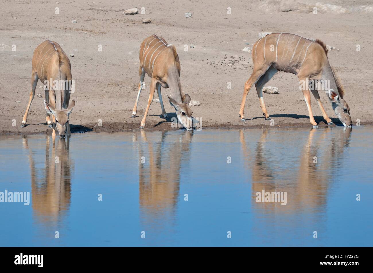 Maggiore Kudus (Tragelaphus strepsiceros), femmine di bere a Waterhole, il Parco Nazionale di Etosha, Namibia Foto Stock