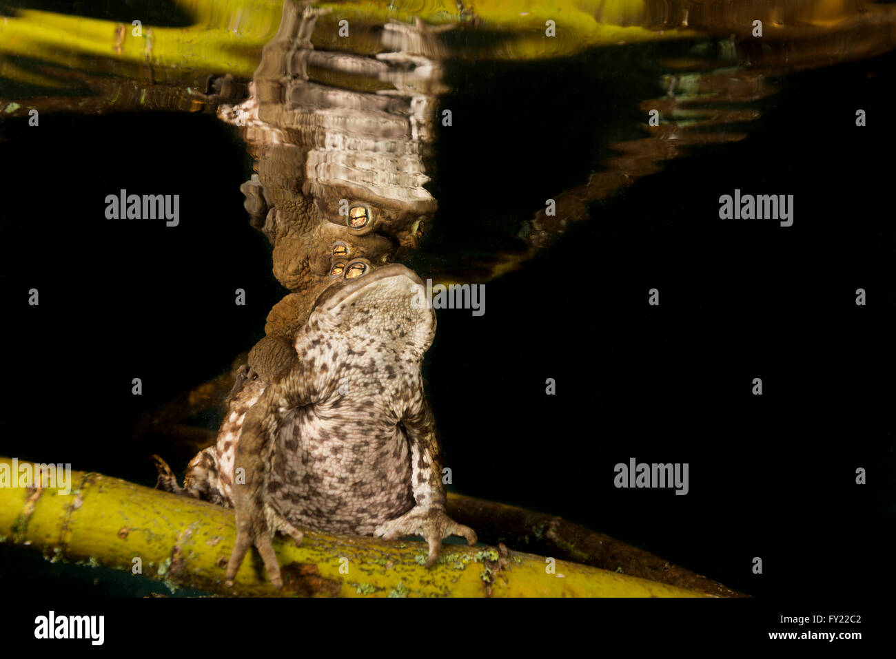 Rospi comuni (Bufo bufo complesso) seduto sul ramo di albero subacquea, accoppiamento, Bergsee, Stiria, Austria Foto Stock