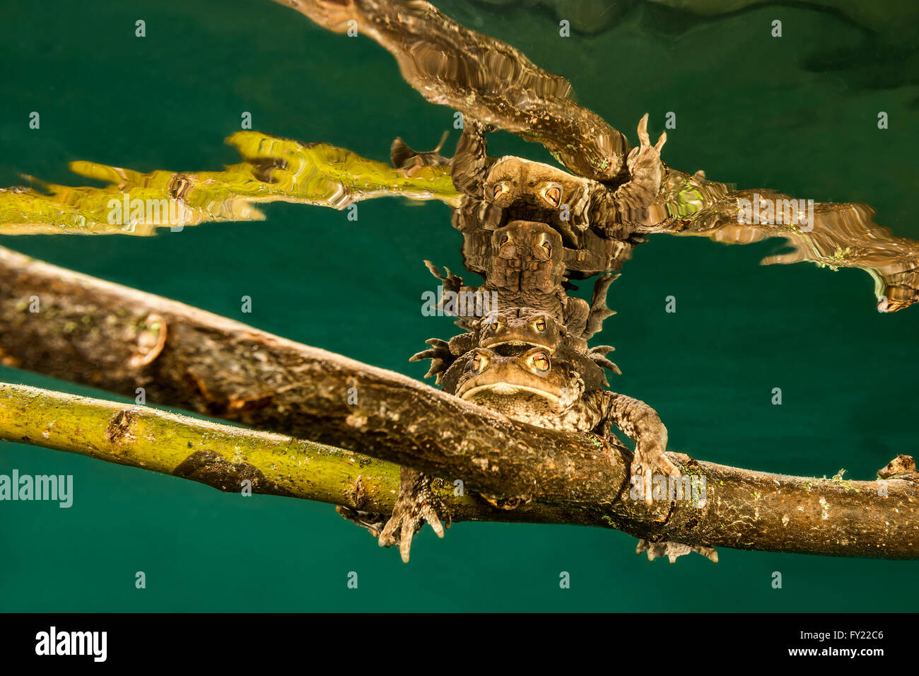 Rospi comuni (Bufo bufo complesso) seduto sul ramo di albero subacquea, accoppiamento, Bergsee, Stiria, Austria Foto Stock