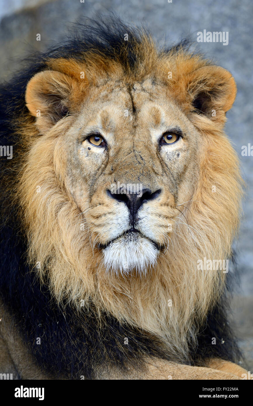 Indian lion (Panthera leo persica), ritratto, maschio, captive Foto Stock